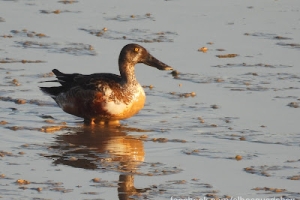 Cuchara común, Anas clypeata. Northern shoveler.